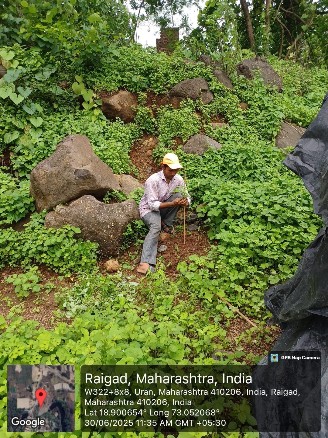 वृक्षारोपण