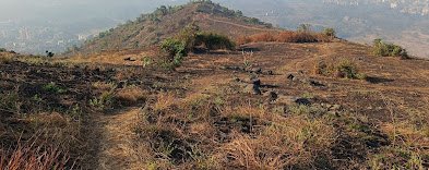 आकुर्ली 